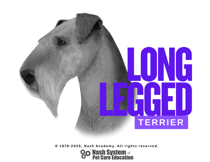 Long Legged Terrier Trim Style