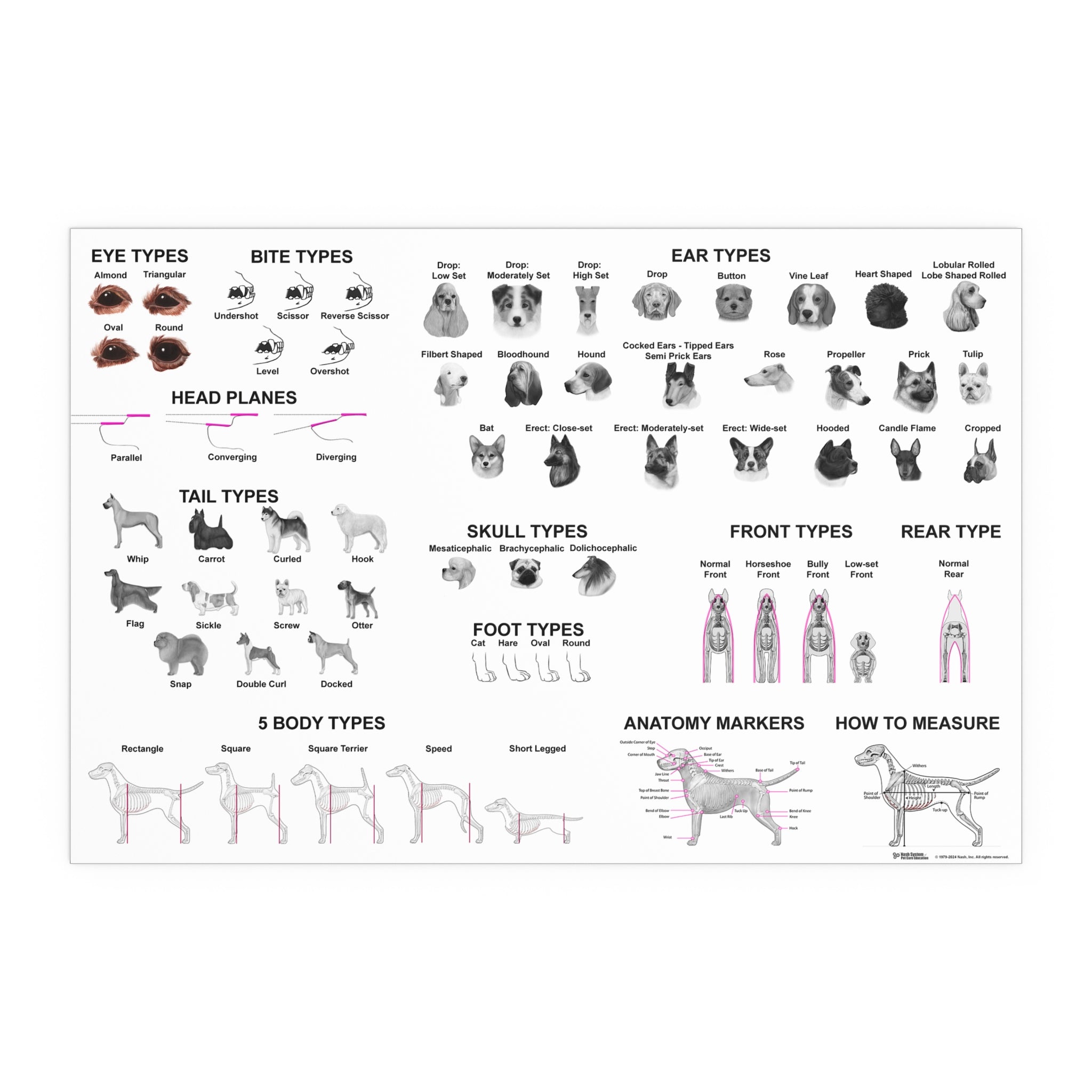Dog Breed Chart With Numbers