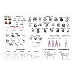 Canine Structure Chart